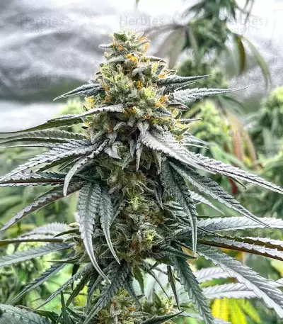 Jelly Donutz Seeds (Humboldt Seed Company)