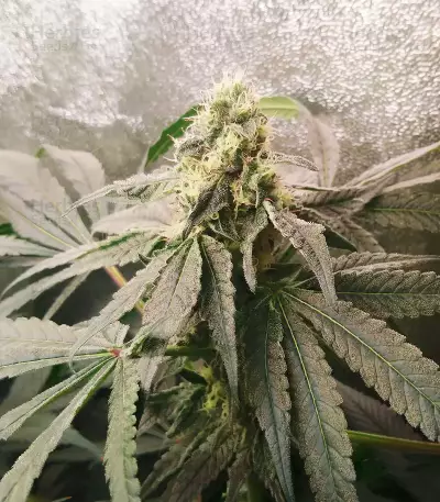 Mimosa x Orange Punch Seeds (Barneys Farm)
