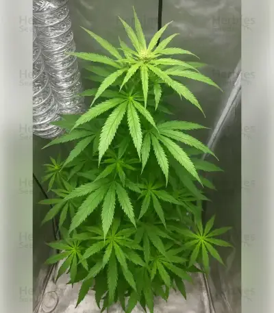 Northern Light Automatic Seeds (RQS)