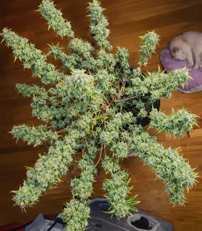 Panama Red Seeds