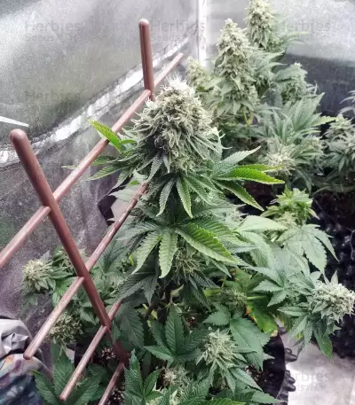 Purple Wreck (Reserva Privada)