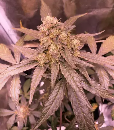 Runtz Muffin Seeds (Barney’s Farm)
