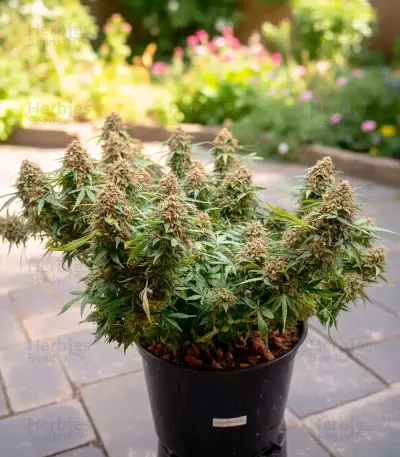 Russian Fuel Auto Seeds
