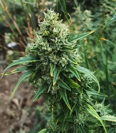 Sour Diesel Auto Seeds