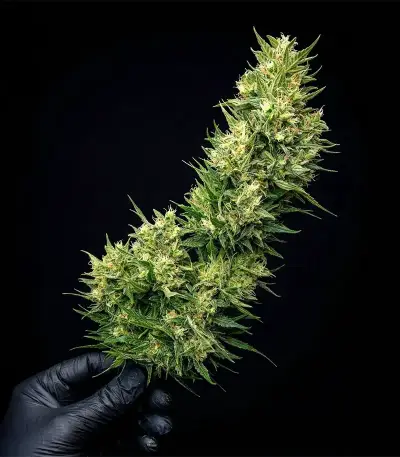 Tangerine Dream Auto Seeds