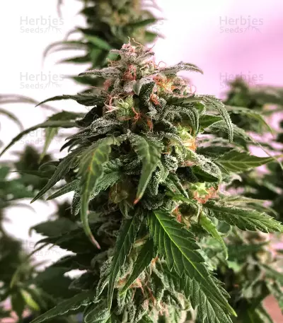 Tangie Regular seeds