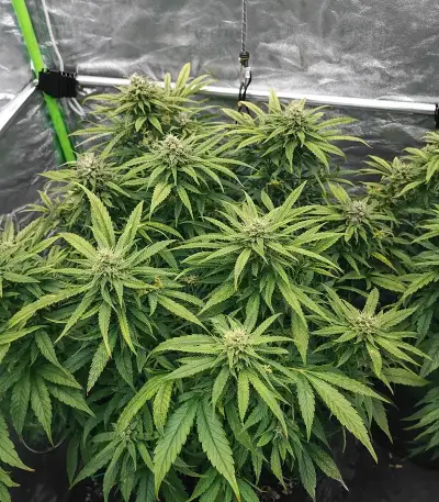 Tease Seeds