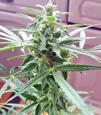 White Widow feminized seeds (Seedstockers)