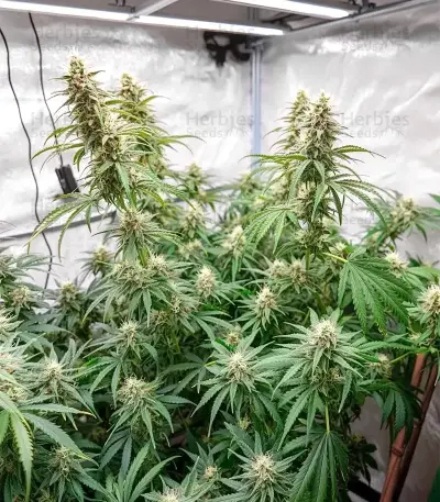 Zoap Seeds