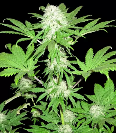 Sumo's OG Kush Seeds