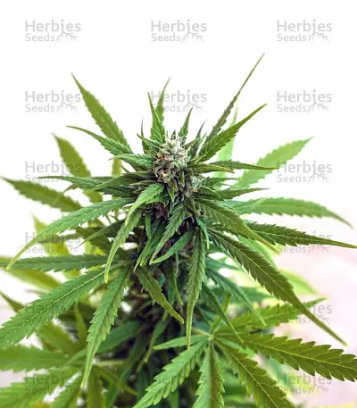 Z OG Auto (Barney's Farm)