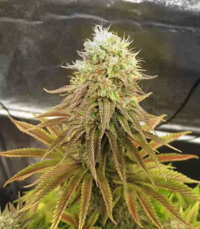 Bubba Kush Line mix Seeds