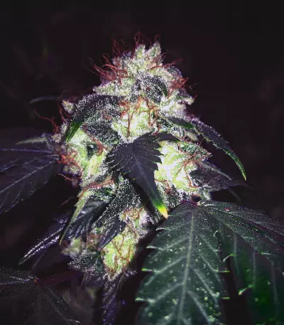 Amnesia Mistery Seeds