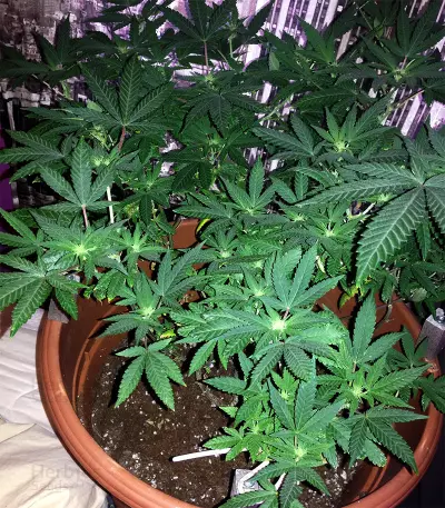 Amnesia OG strain