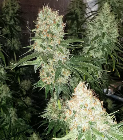 Apollo Haze regular strain