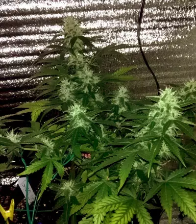Auto New York City Diesel Seeds