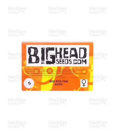 Big Stilton Auto (Big Head Seeds)