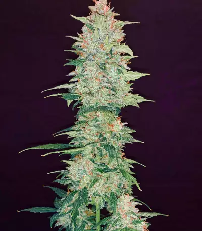 Bakers Delight (DNA Genetics)