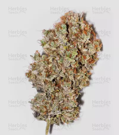 Bangi Haze (Ace Seeds)