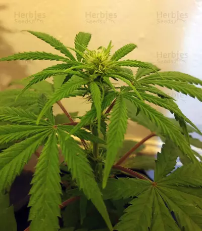 Black Ghost OG