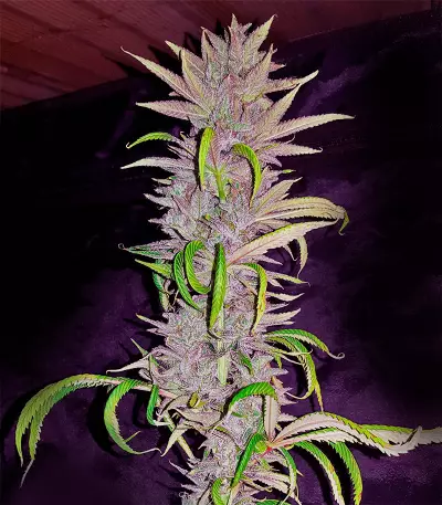 Semi femminizzati Blue Kush 99 Auto