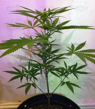 Blueberry Ghost OG cannabis strain