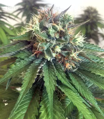 Bubble Bomb feminized seeds