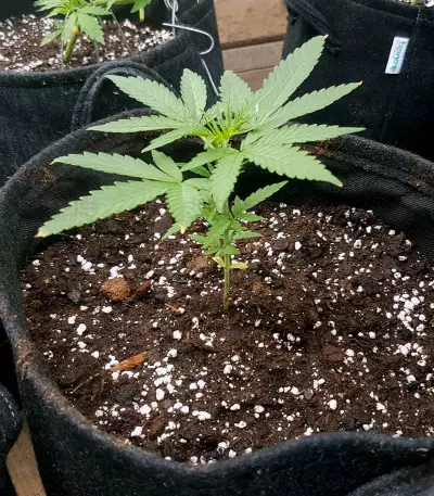 Bubble Bud (Blackskull Seeds)