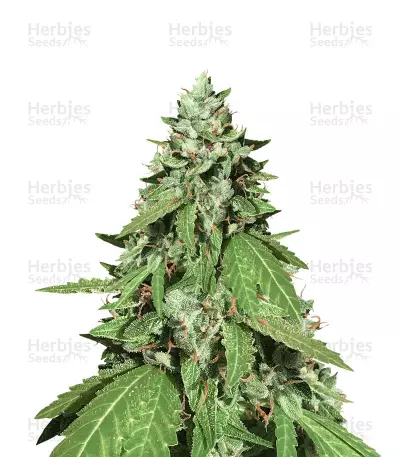 Buy Candy Dawg (Seed Stockers)