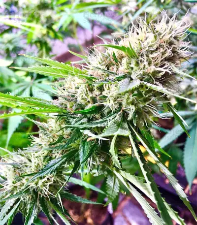 Graines de cannabis Chem Berry D regular (Dark Horse Genetics)