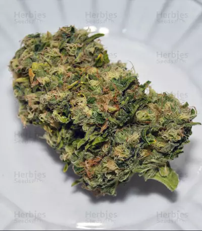 Cluster Bomb Seeds