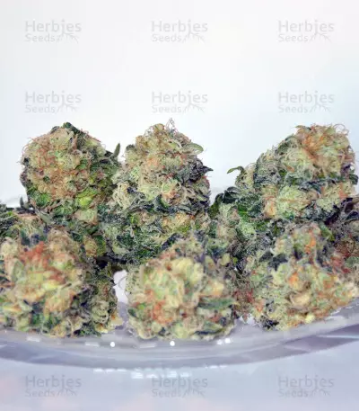 Cluster Bomb Seeds