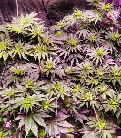 Congo x Kali China Seeds
