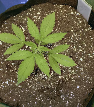 Dark Star x AK-49 Seeds