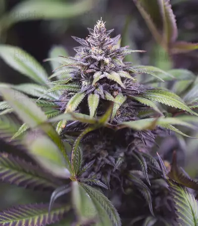 Dinamed CBD feminized seeds