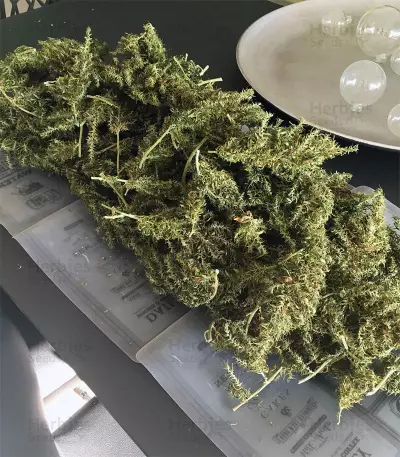 Dr. Grinspoon (Barney's Farm)