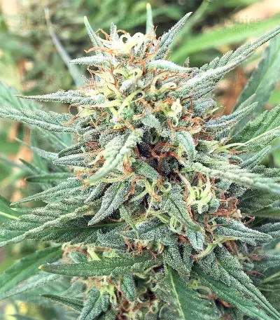 Durban Seeds (CannaBioGen)