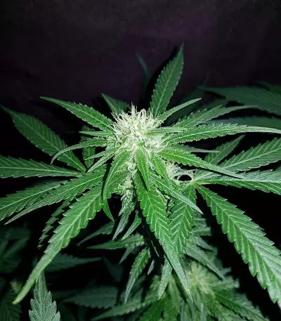 Exodus Cheese x Swaziland (GHS)
