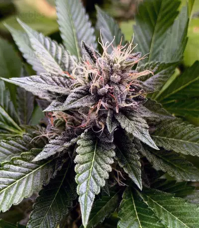 Ghost Train Haze #1 (Rare Dankness Seeds) Cannabis-Samen