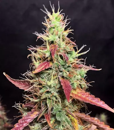 Graines de cannabis Goxuak Auto (Genehtik Seeds)