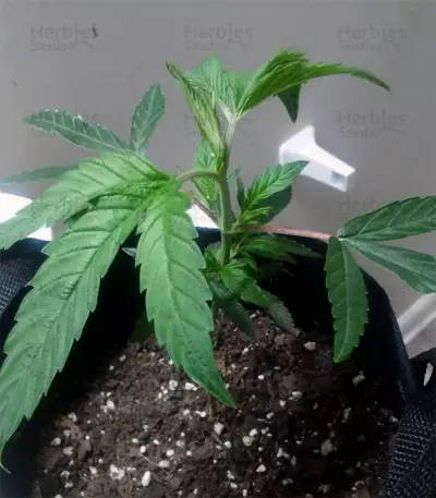Grandaddy Banner Seeds
