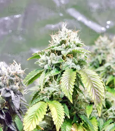 Graines de cannabis Grenadine (Karma Genetics)