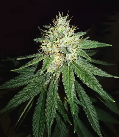 Headbanger Regular seeds