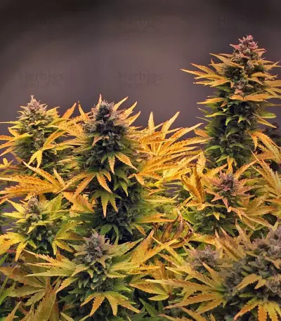 Hubbabubbasmelloscope Auto Seeds
