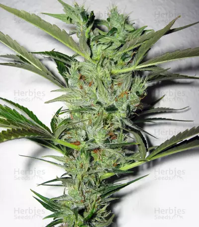 Mango Haze Regular seeds