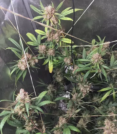 Northern Lights #5 X Haze feminized seeds