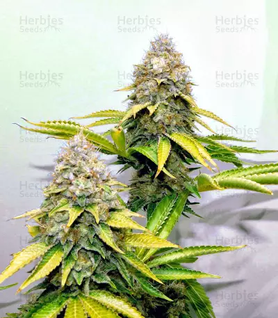 OG Lemon Bilbo Seeds