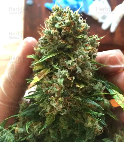 Outdoor Hurricane Seeds
