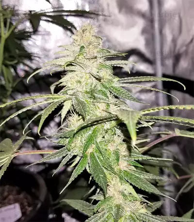 Graines de cannabis Panama Haze (Ace Seeds)