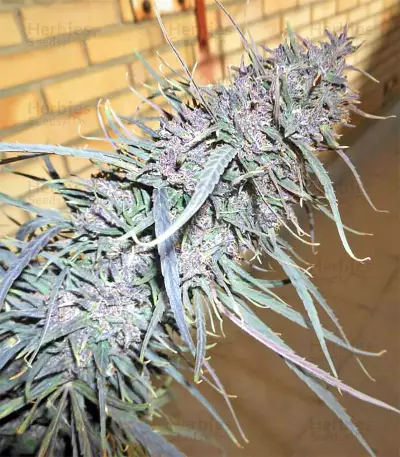 Purple Haze x Malawi Regular (Ace Seeds)